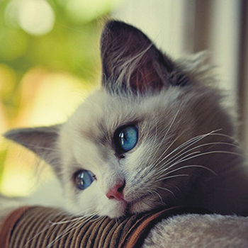 photo of a kitten in a wooden box