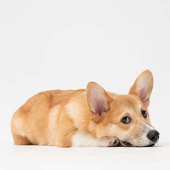 photo of a sad corgi lying down