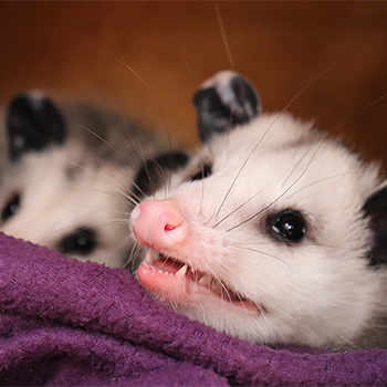 photo of a sassy possum