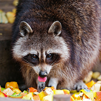 photo of a raccoon eating