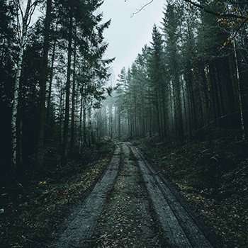 photo of a road in a rainy forest